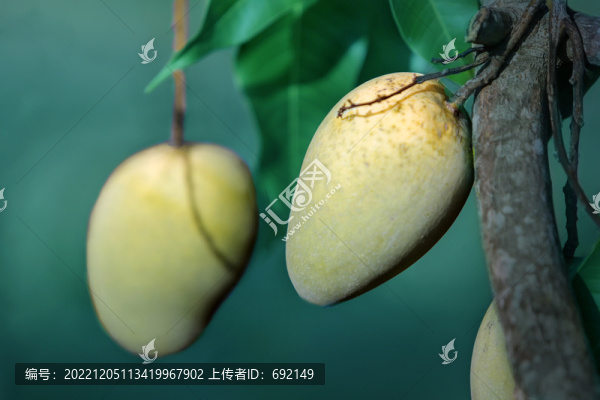 芒果