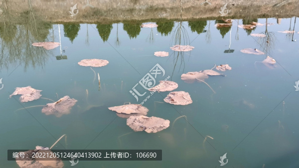 殘荷荷葉