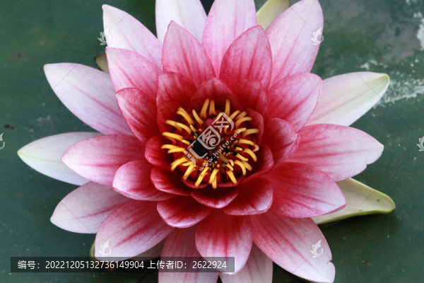 睡蓮