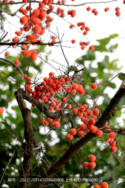 柿子紅彤彤