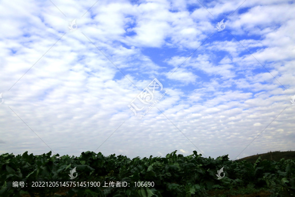 藍(lán)天白云