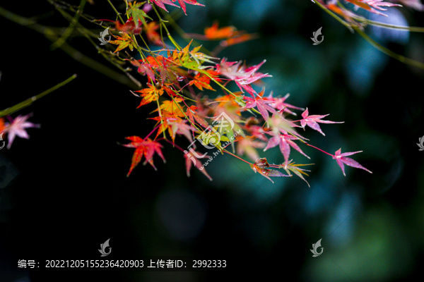 楓枝
