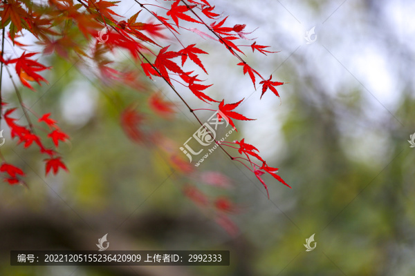 楓枝