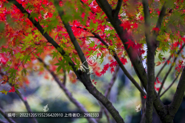 楓