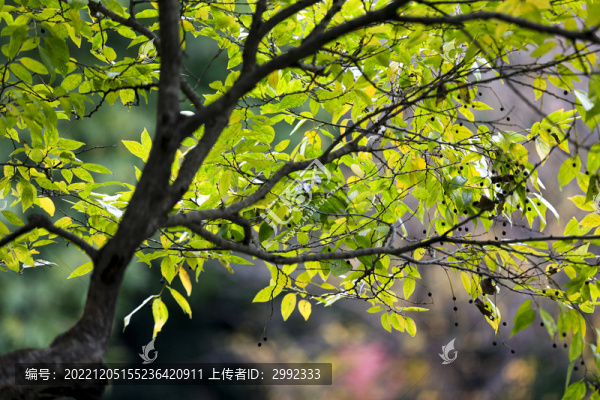 樹葉枝