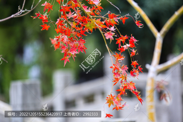 紅了