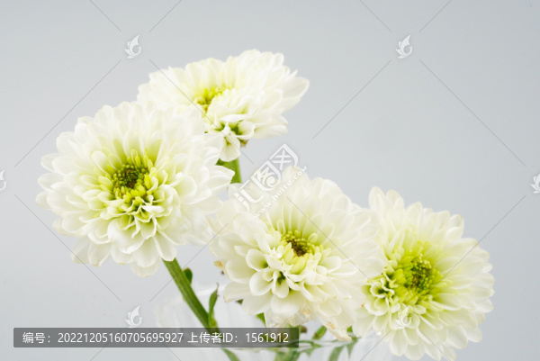 菊花雛菊