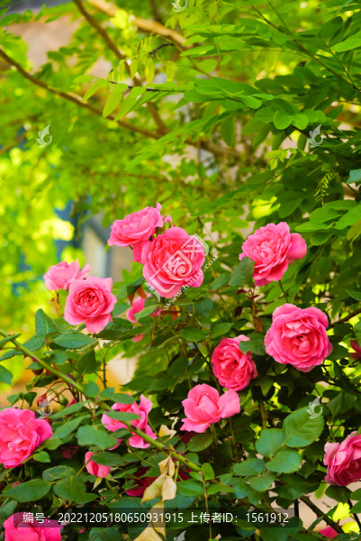 薔薇月季