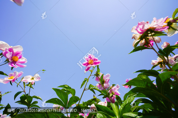 芍藥