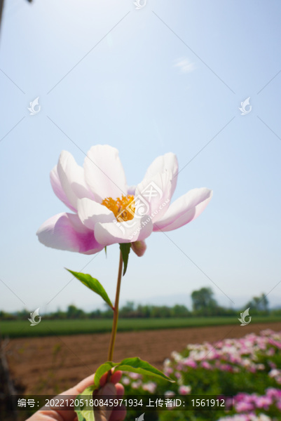 芍藥
