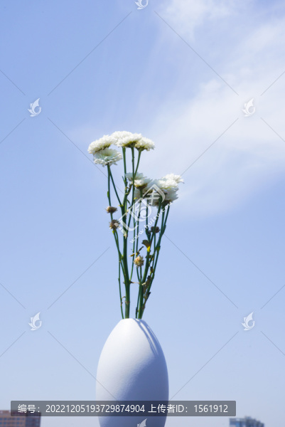 雛菊