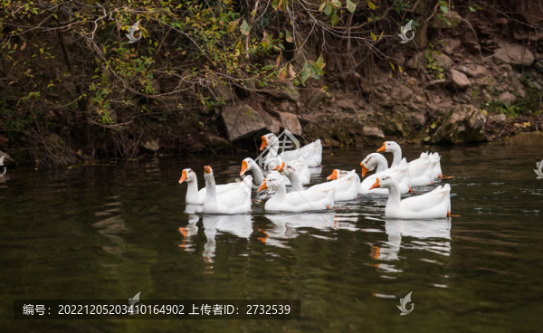 散養(yǎng)鵝