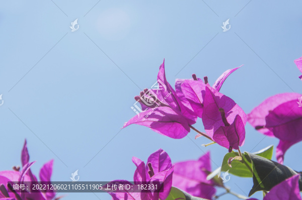 洋紅色三角梅花瓣