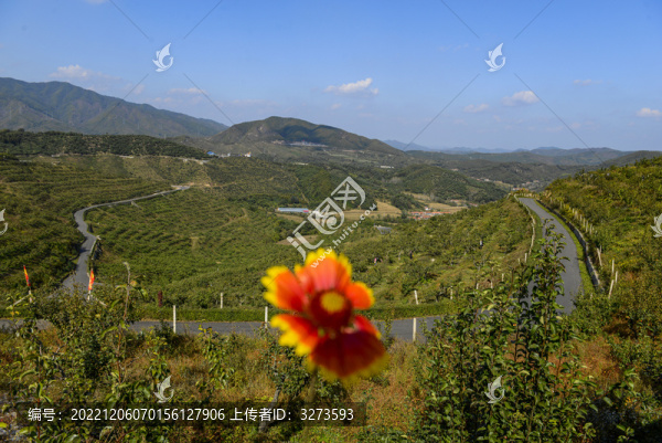 大梨樹果園遠景