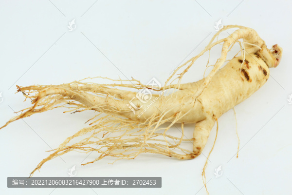 鮮人參