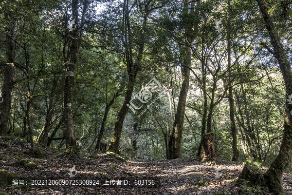 黑森林