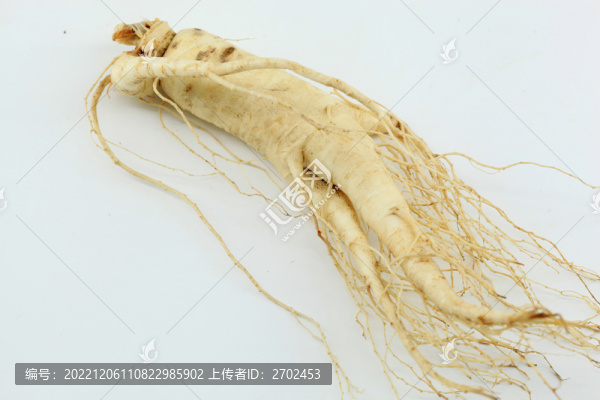 吉林鮮人參