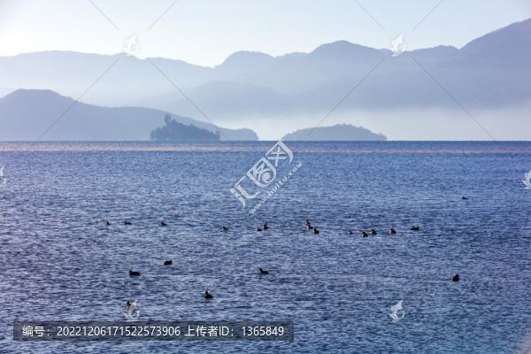 瀘沽湖野鴨