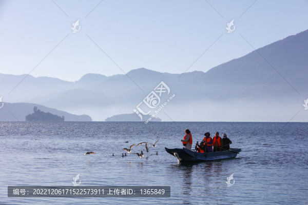 瀘沽湖海鷗