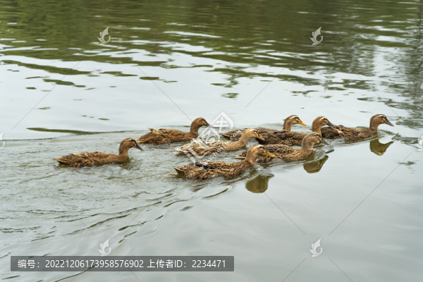 黃麻鴨