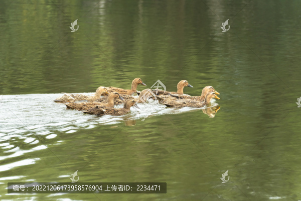 黃麻鴨