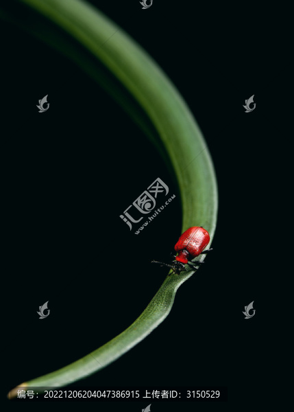 樹葉上的紅色甲蟲