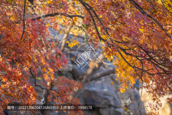 紅楓葉