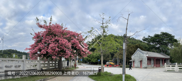 姹紫嫣紅的美人樹全景