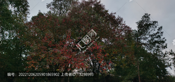紅葉