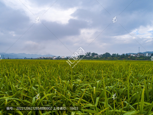 水稻天空