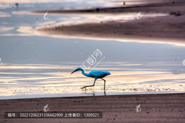 海邊覓食的白鷺