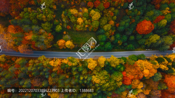 冬季杉樹林間公路