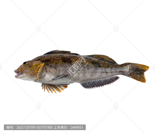 六線魚