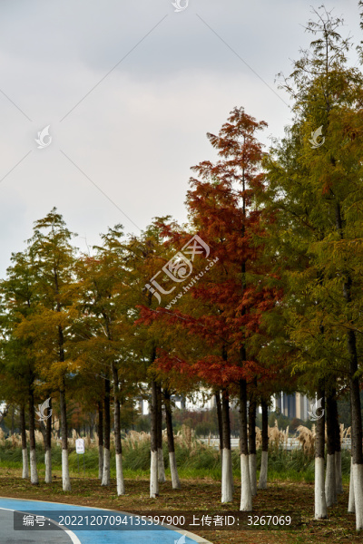 蕪湖市江東水生態(tài)公園紅杉林