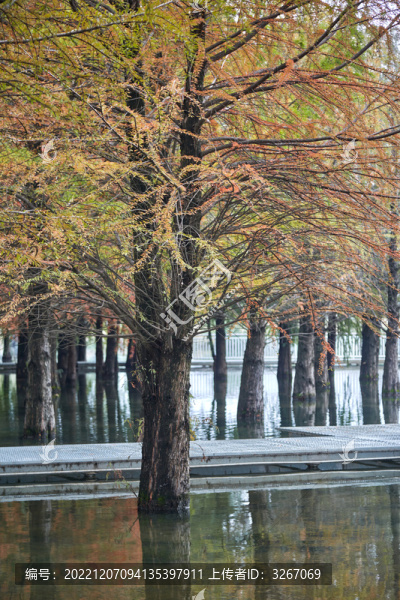 蕪湖市江東水生態(tài)公園紅杉林