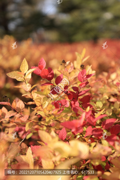 紅葉