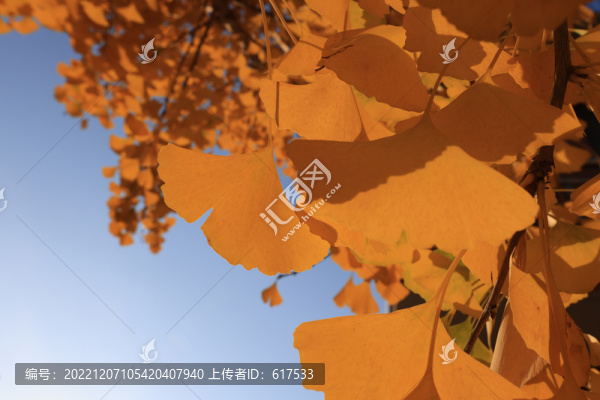 銀杏