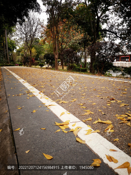 步道落葉