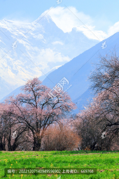 南迦巴瓦峰桃花節(jié)