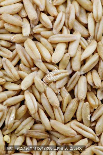 雜糧燕麥米