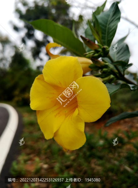 黃蟬花