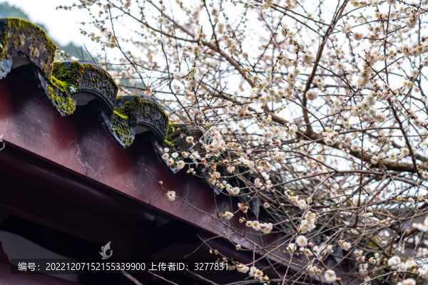 梅園