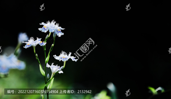 蘭花