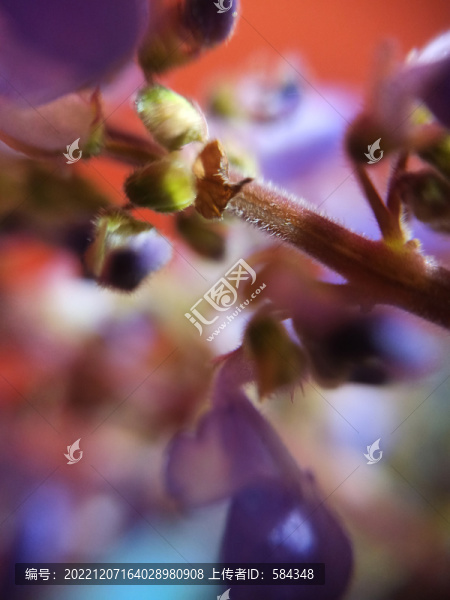 彩葉草錦紫蘇洋紫蘇的花