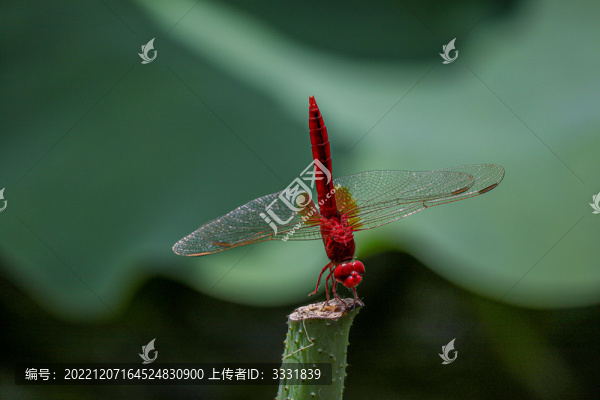 紅色蜻蜓特寫(xiě)