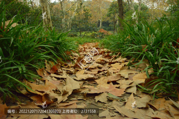 落葉小道