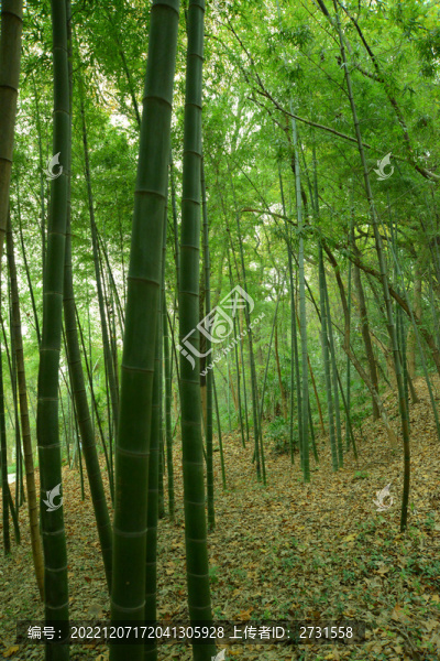 竹林