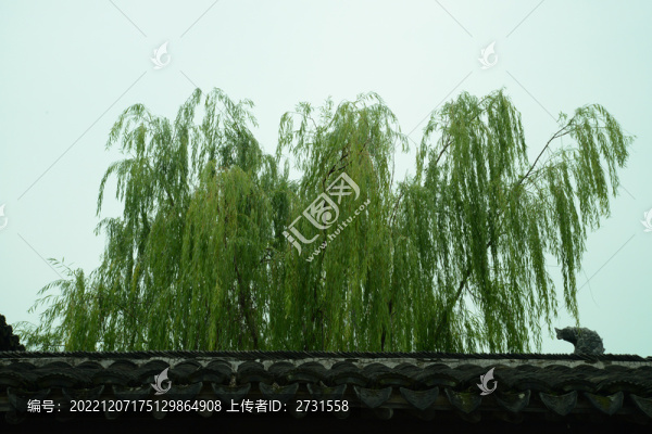 墻外柳樹