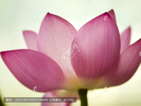 荷花特寫(xiě)