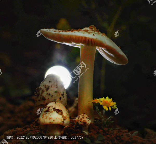 蘑菇
